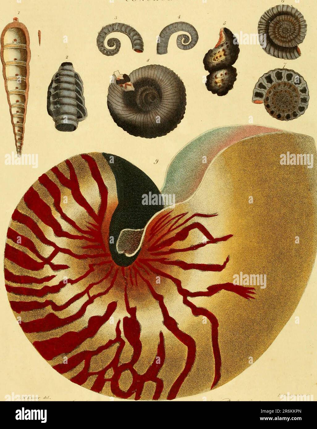 Encyclopaedia londinensis, OR, Universelles Wörterbuch der Künste, Wissenschaften und Literatur : in einer allgemeinen alphabetischen Anordnung alle Wörter und Inhalte aller in der englischen Sprache vorhandenen Wörterbücher verstehen : In dem die verbesserten Abteilungen der mechanischen Künste, der Liberalwissenschaften, der höheren Mathematik und der verschiedenen Zweige der höflichen Literatur aus den Akten, Memoiren und Transaktionen der angesehensten literarischen Gesellschaften in Europa, Asien und Amerika ausgewählt werden: Erstellung eines umfassenden Überblicks über den Aufstieg, den Fortschritt und den gegenwärtigen Stand des menschlichen Lernens Stockfoto