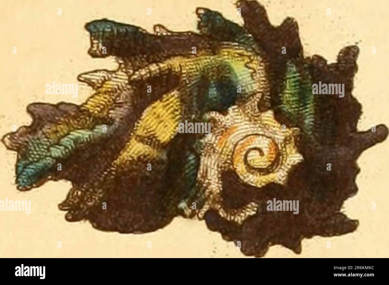 Encyclopaedia londinensis, OR, Universelles Wörterbuch der Künste, Wissenschaften und Literatur : in einer allgemeinen alphabetischen Anordnung alle Wörter und Inhalte aller in der englischen Sprache vorhandenen Wörterbücher verstehen : In dem die verbesserten Abteilungen der mechanischen Künste, der Liberalwissenschaften, der höheren Mathematik und der verschiedenen Zweige der höflichen Literatur aus den Akten, Memoiren und Transaktionen der angesehensten literarischen Gesellschaften in Europa, Asien und Amerika ausgewählt werden: Erstellung eines umfassenden Überblicks über den Aufstieg, den Fortschritt und den gegenwärtigen Stand des menschlichen Lernens Stockfoto