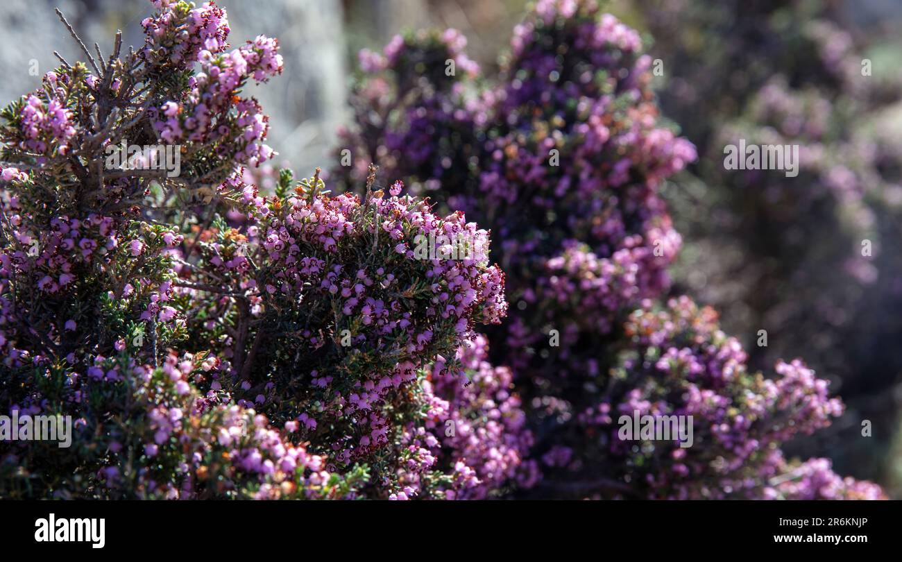 Calluna Vulgaris, Heide, Heide oder Ling blühender immergrüner Busch mit violetten Blüten Sommer sonniger Tag in Griechenland, Kykladen Insel. Hintergrund weichzeichnen Stockfoto