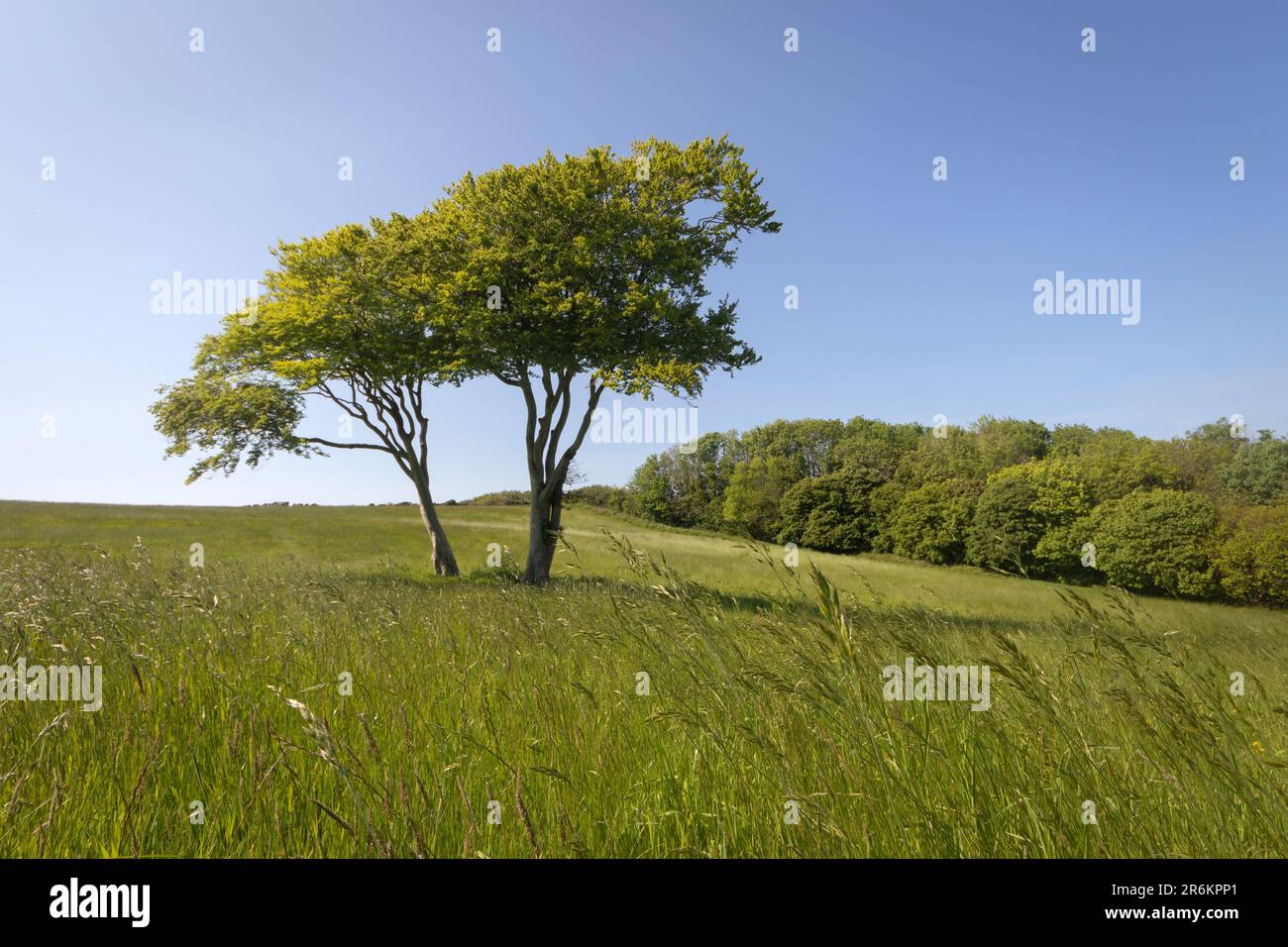 Zwischen den Wiesen, in der Nähe von St. Anthony auf der Roseland-Halbinsel, Cornwall. Gleich hinter dem Hügel ist die Fal-Mündung. Stockfoto