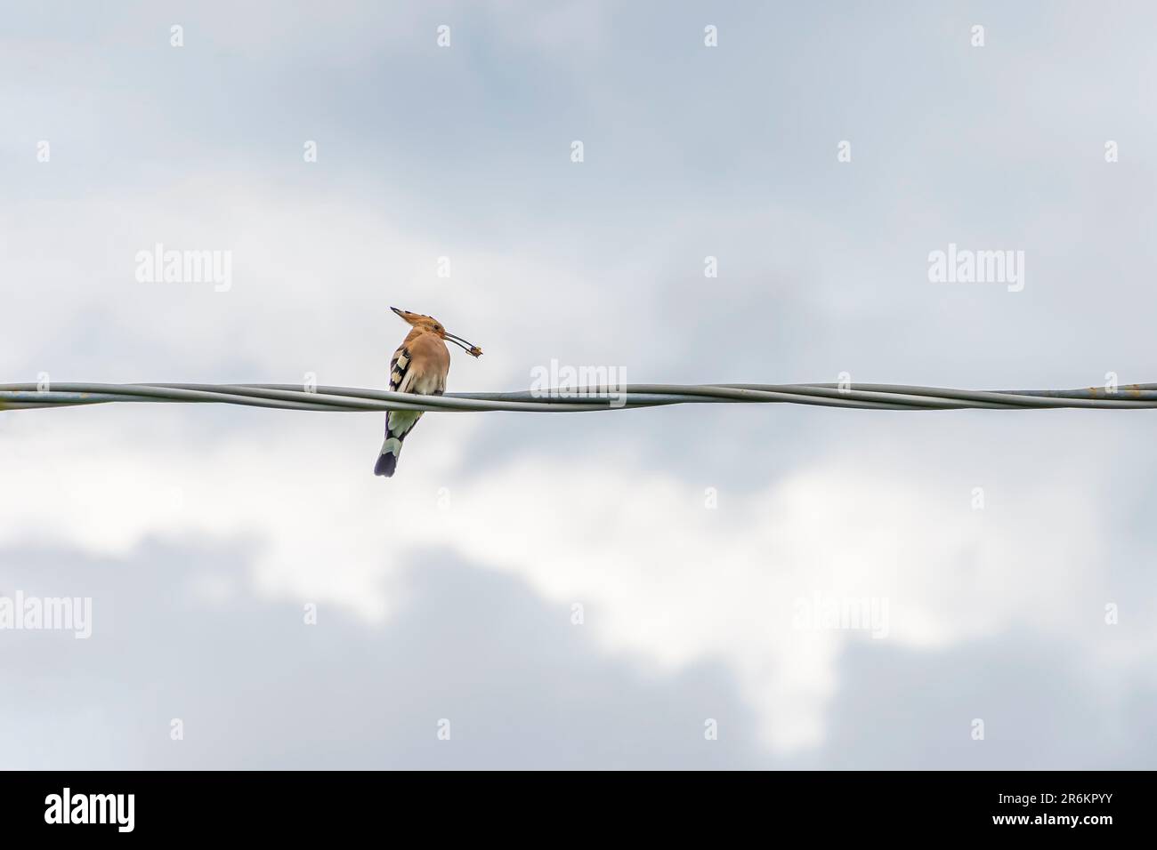 Ein Hoopoe frisst eine Beute, die fest im Schnabel hält Stockfoto