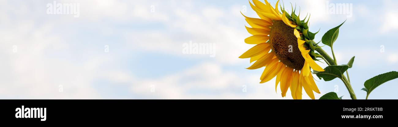 Universelles Banner 4x1 für verschiedene Berufe mit Sonnenblumen Stockfoto
