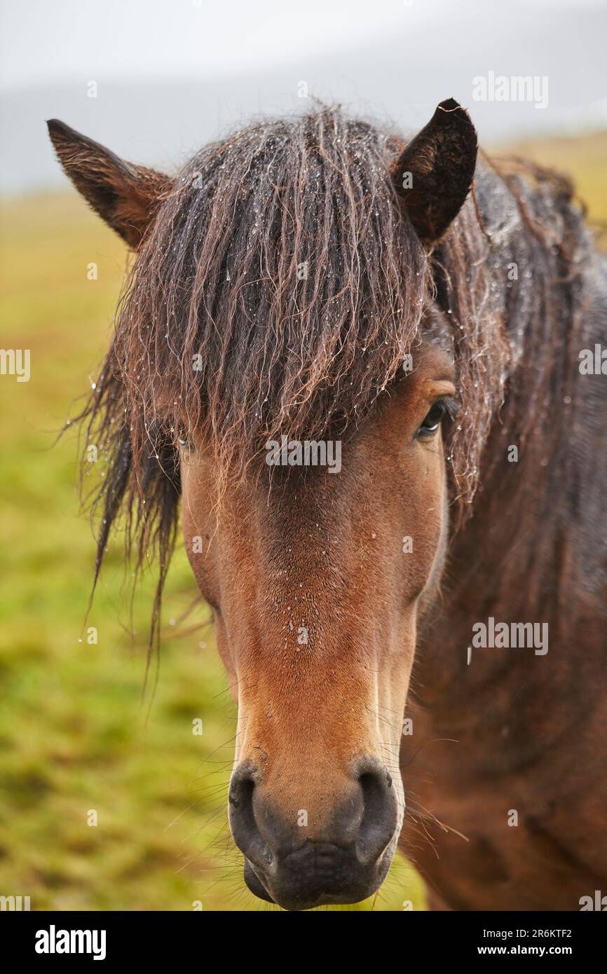 Ein isländisches Pony, auf dem Land in der Nähe der Stadt Grundarfjordur, auf der Halbinsel Snaefellsnes, Westküste Islands, Polarregionen Stockfoto