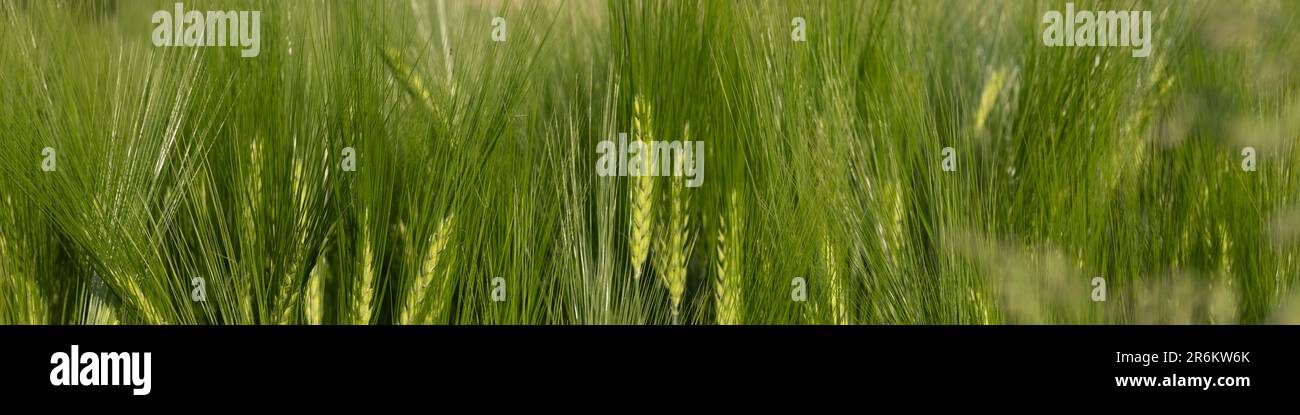 4x1-Banner für soziale Netzwerke und Websites. Reifung der grünen Gerstenohren Stockfoto