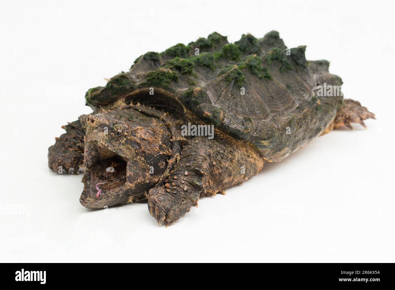 Die auf weißem Hintergrund isolierte Krokodilschildkröte (Macrochelys temminckii) Stockfoto