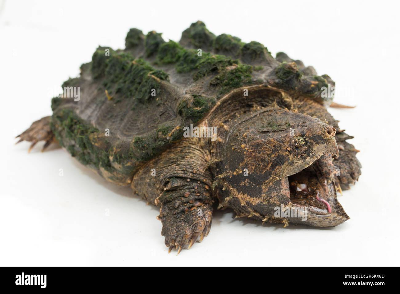 Die auf weißem Hintergrund isolierte Krokodilschildkröte (Macrochelys temminckii) Stockfoto