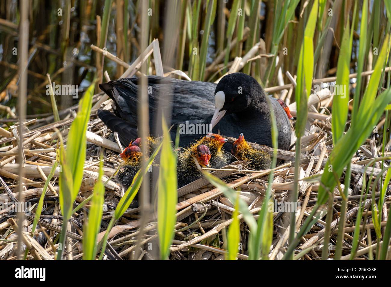 Eurasische Muschel (Fulica atra) mit Küken im Nest Stockfoto