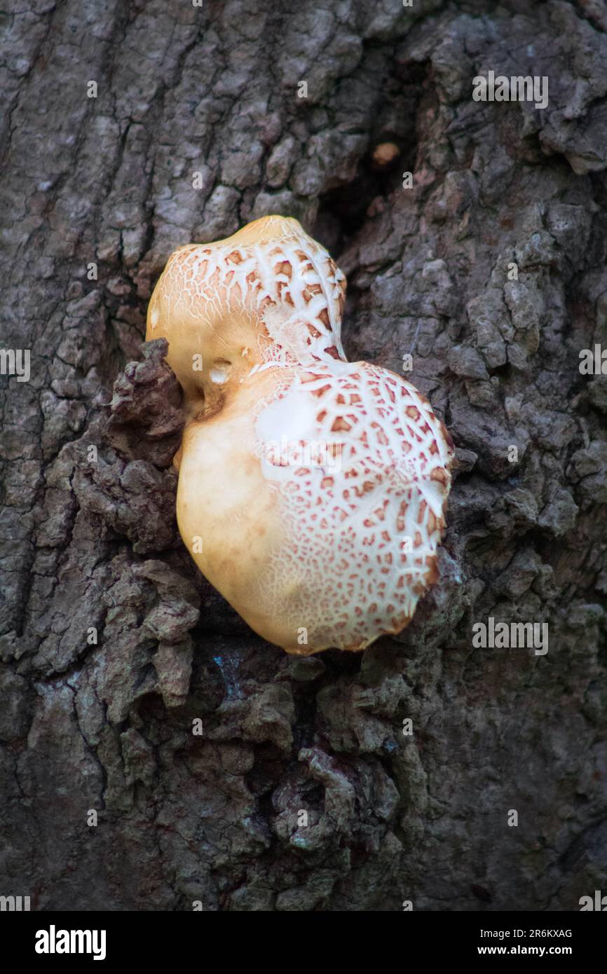 Eine Nahaufnahme eines Pilzes, der auf einem Baumstamm wächst Stockfoto