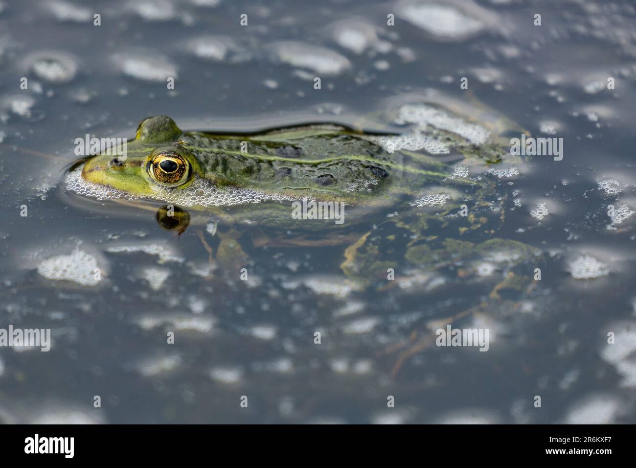 Speisefrosch (Pelophylax kl. esculentus) im Wasser Stockfoto
