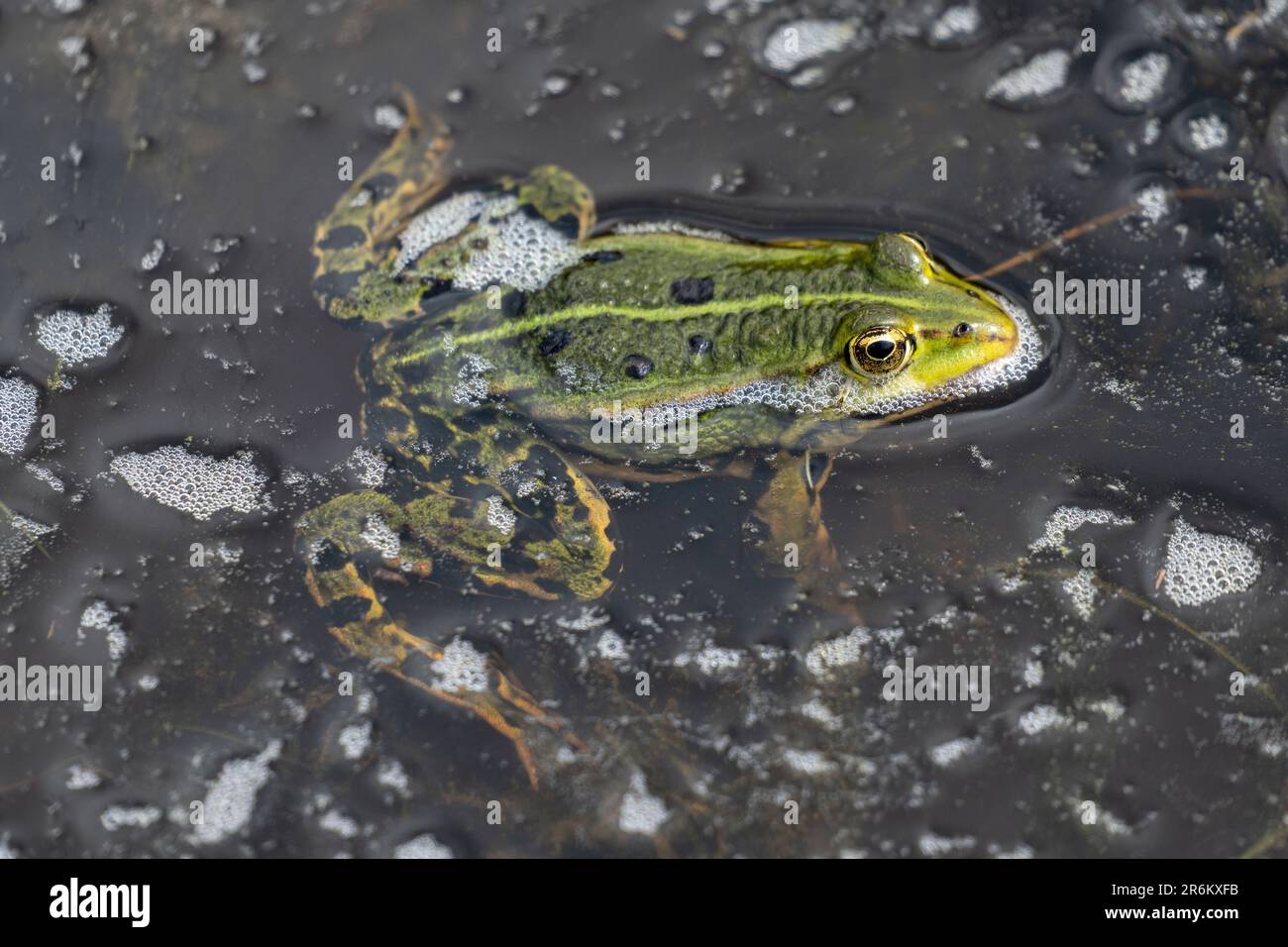 Speisefrosch (Pelophylax kl. esculentus) im Wasser Stockfoto