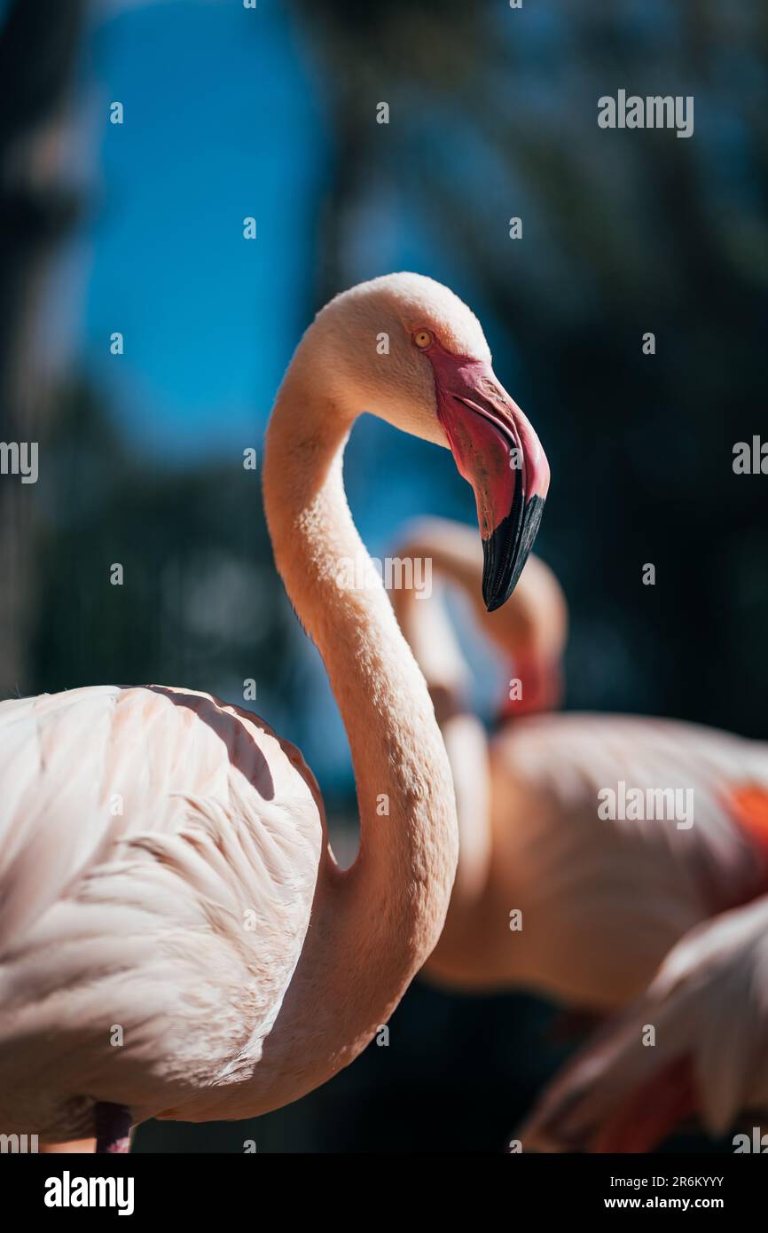 Flamingo aus nächster Nähe: Ein atemberaubender Blick auf Wildlife Water Bird mit einem wunderschönen Schnabel Stockfoto