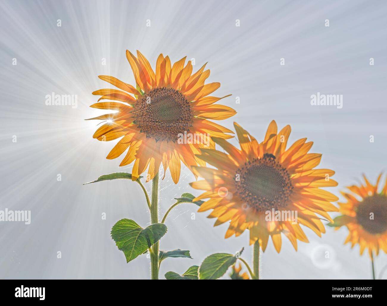 Die Sonnenstrahlen kommen an einem heißen Nachmittag durch die Blüten der Sonnenblumen Stockfoto