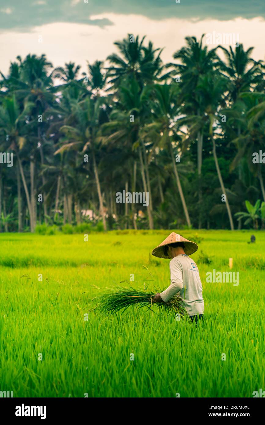 Blick auf einen Balinesen mit einem typischen konischen Hut, der auf den Reisfeldern arbeitet, Sidemen, Kabupaten Karangasem, Bali, Indonesien, Südostasien, Asien Stockfoto