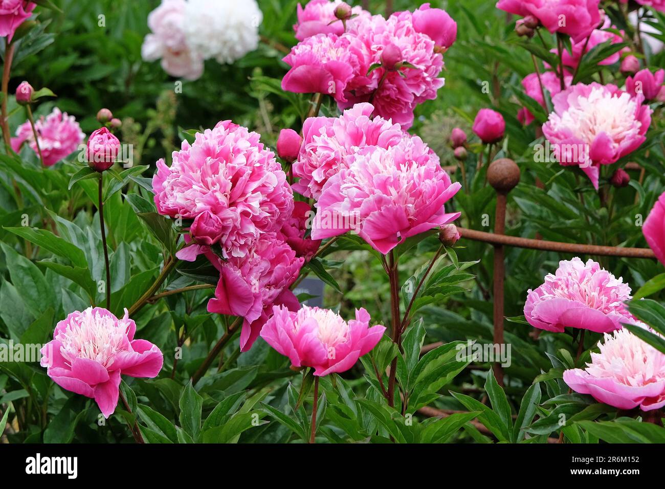 Pfingstrosen-Lactiflora 'Magic Orb' in Blume. Stockfoto