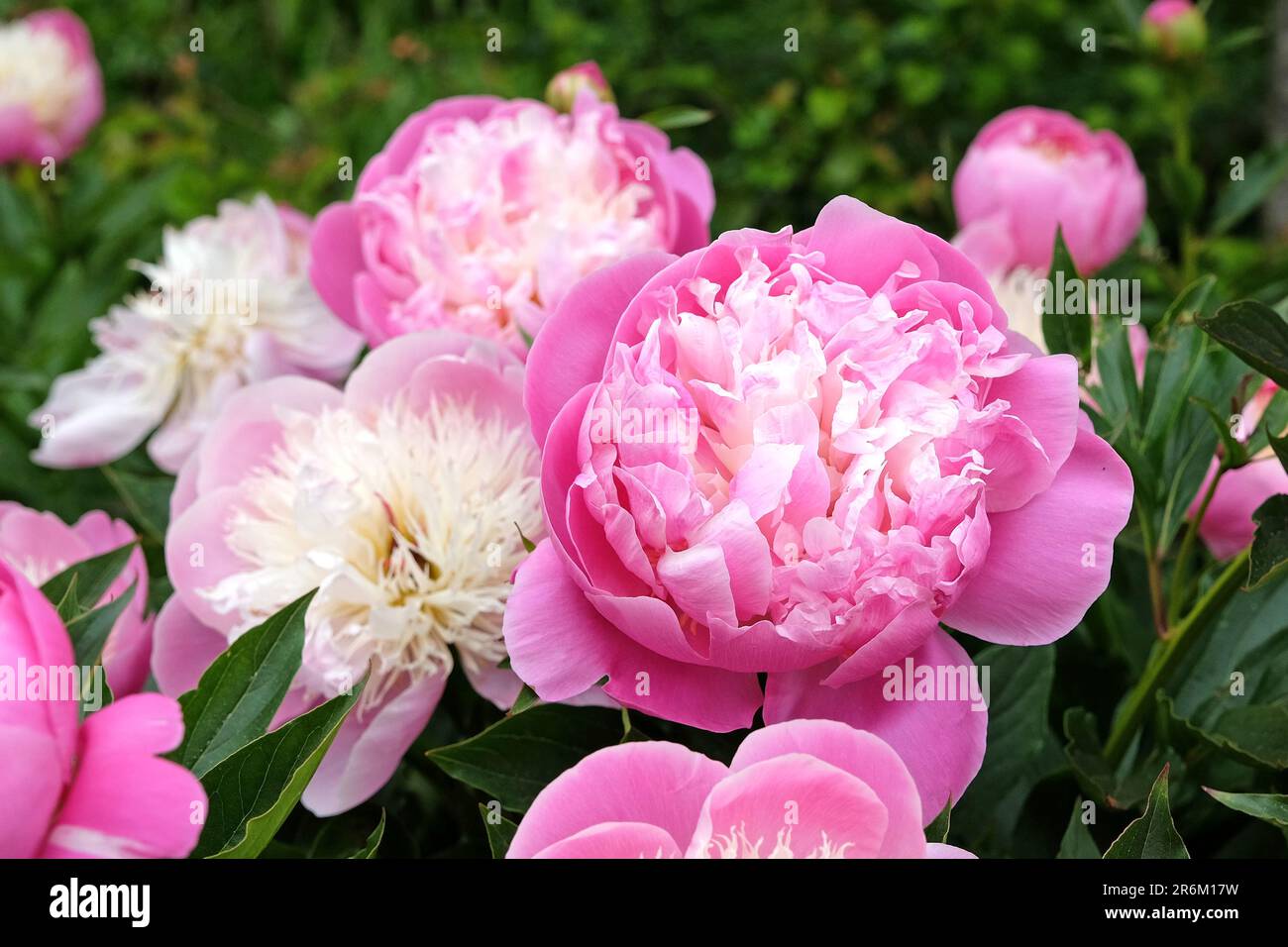 Pfingstrosen-Laktiflora „Schale der Schönheit“ in Blüte. Stockfoto