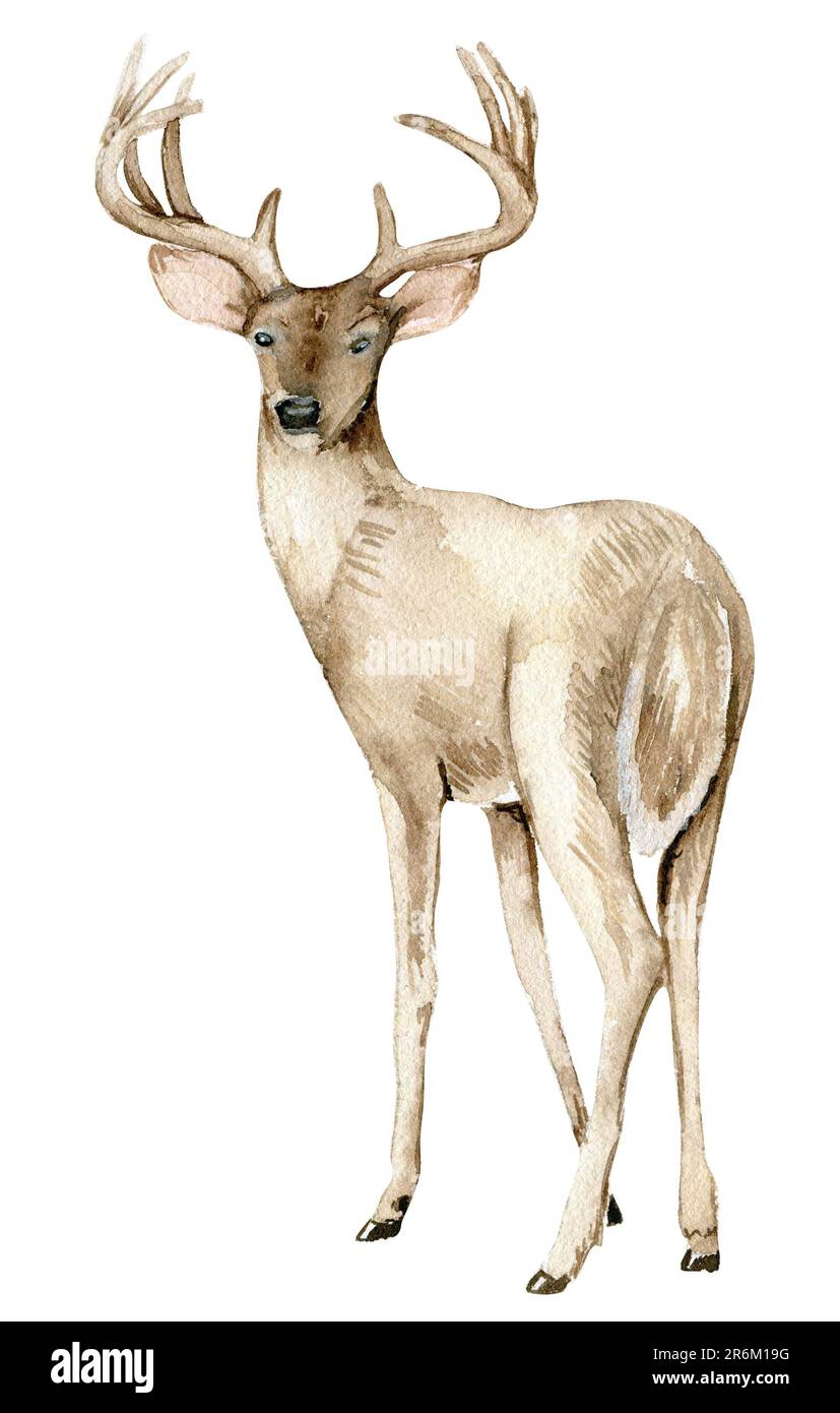 Aquarell-Weihnachtshirsche, Waldbewohner. Handgezeichnete Aquarell-Illustration. Winterurlaub. Stockfoto