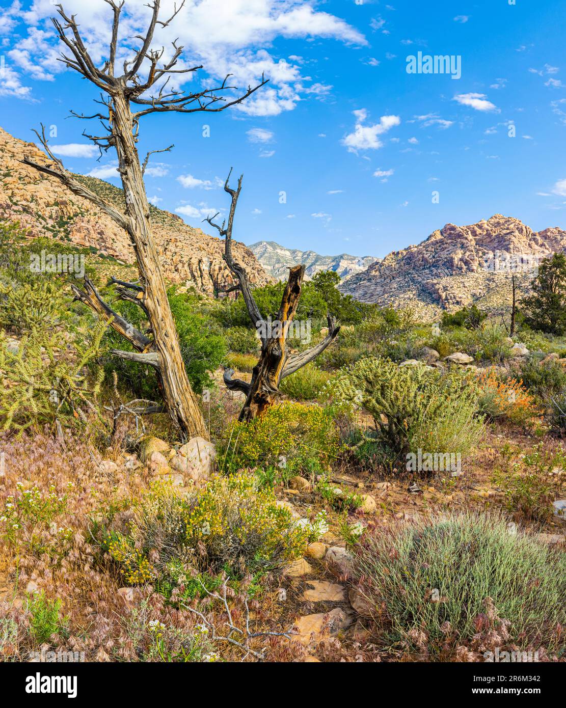 Die Rainbow Mountain Range auf dem Ice Box Canyon Trail, Red Rock Canyon National Conservation Area, Nevada, USA Stockfoto
