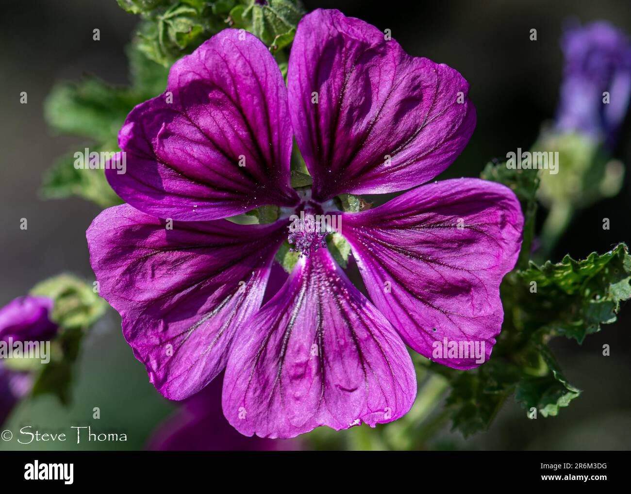 Wilde Malve Stockfoto