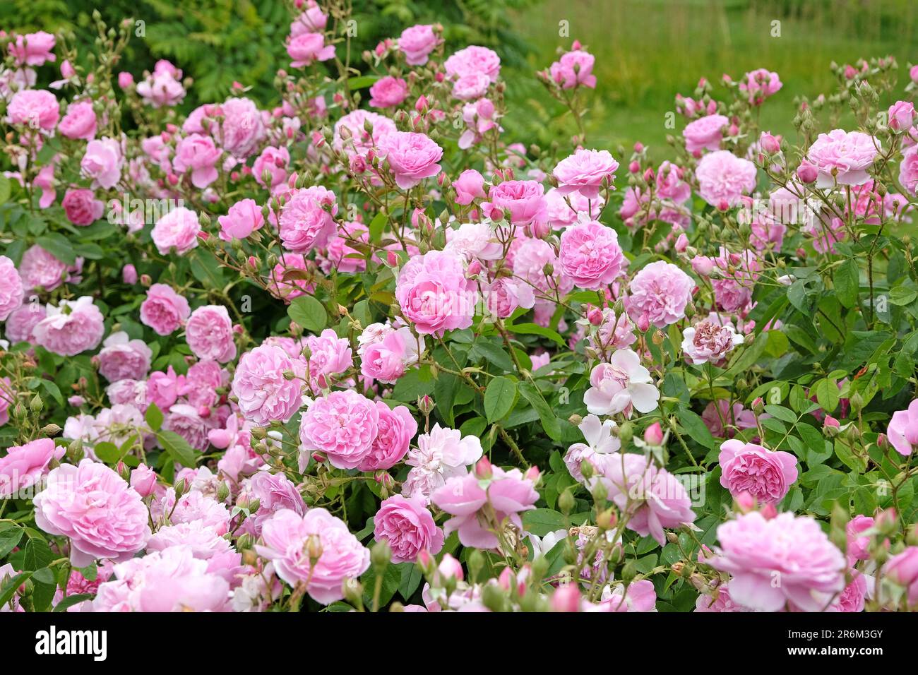 Rosa Harlow Carr in Blume. Stockfoto