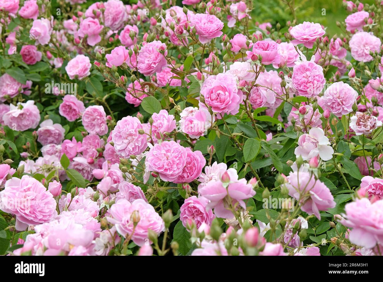 Rosa Harlow Carr in Blume. Stockfoto