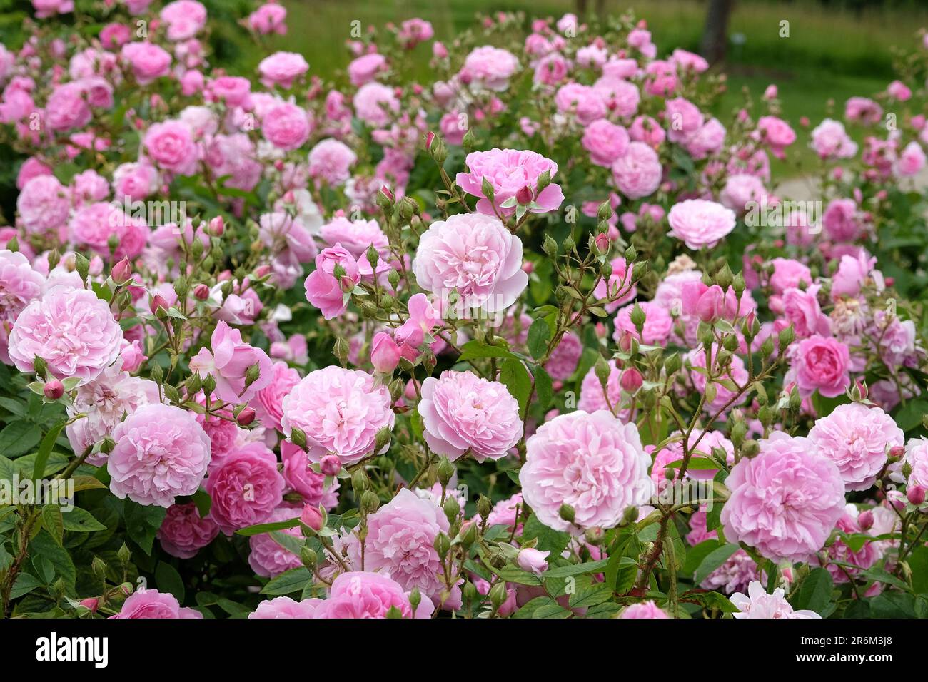 Rosa Harlow Carr in Blume. Stockfoto