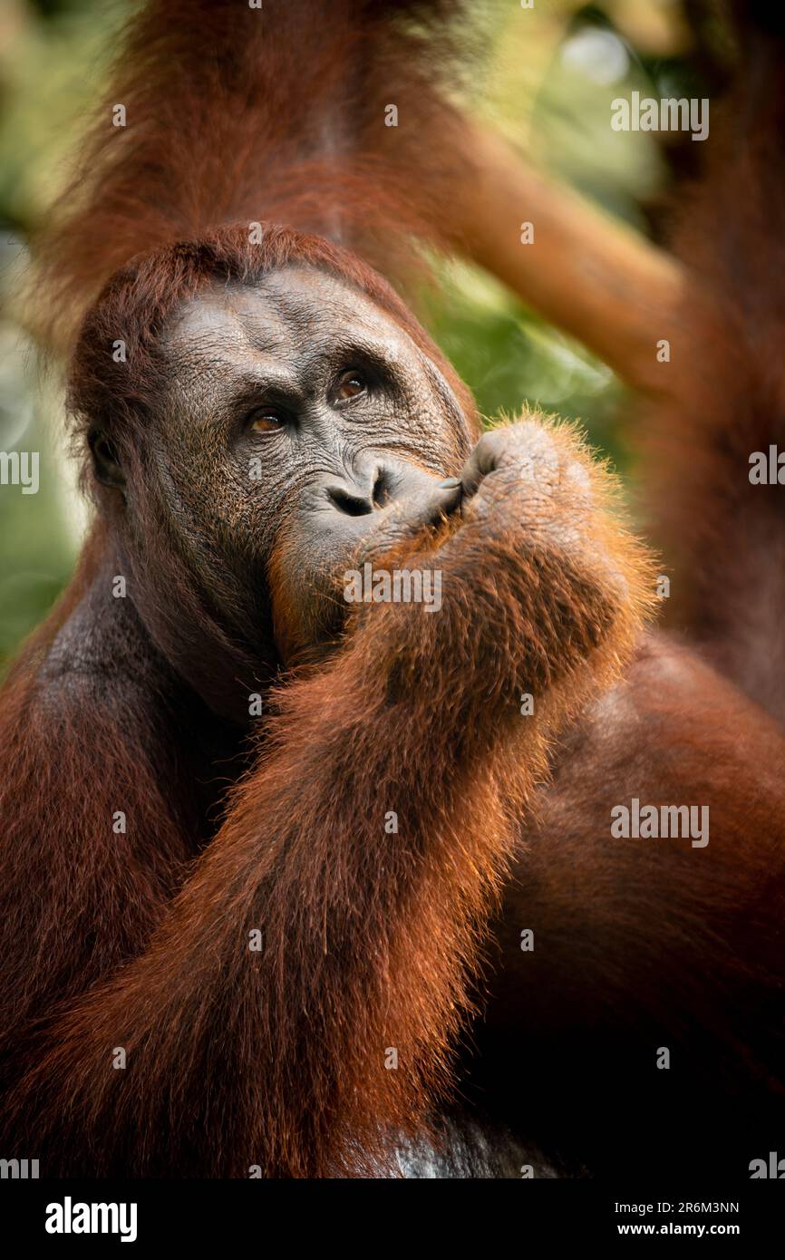 Orang-Utan im Semenggoh Wildlife Rehabilitation Center, Sarawak, Borneo, Malaysia, Südostasien, Asien Stockfoto