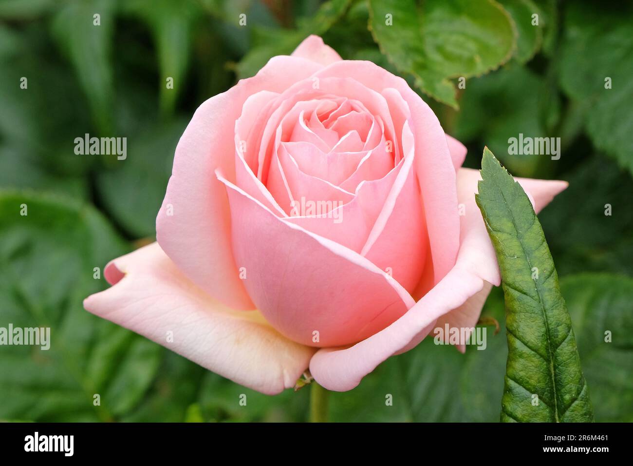 Blassrosa Rose „Aphrodite“ in Blüte. Stockfoto