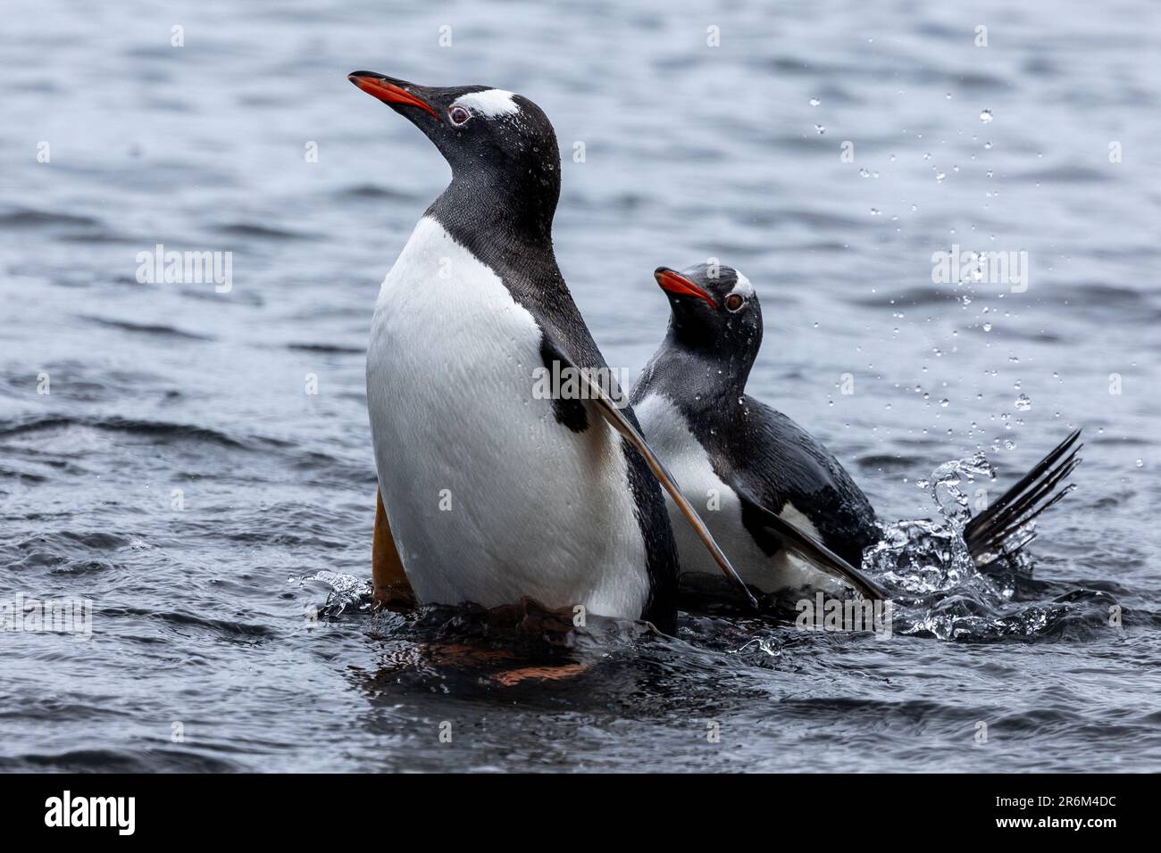 Gentoo-Pinguine aus dem Meer auf St. George Island, antarktische Halbinsel, Antarktis Stockfoto