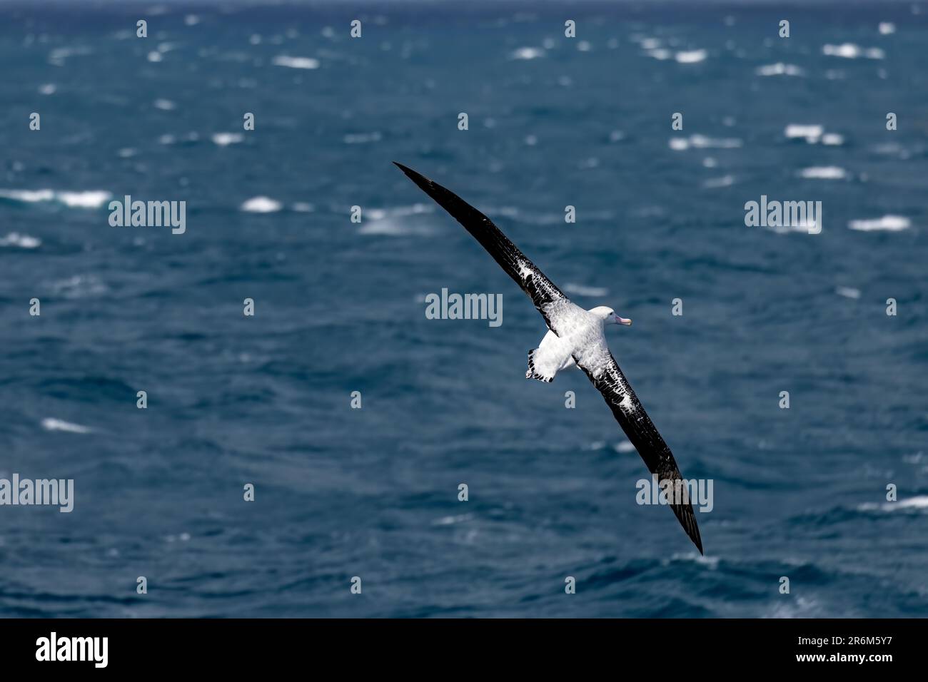 Bummeln Sie durch Albatross am Südlichen Ozean in der Nähe von Drake's Passage in der Nähe der antarktischen Halbinsel, der Antarktis und der Polarregionen Stockfoto