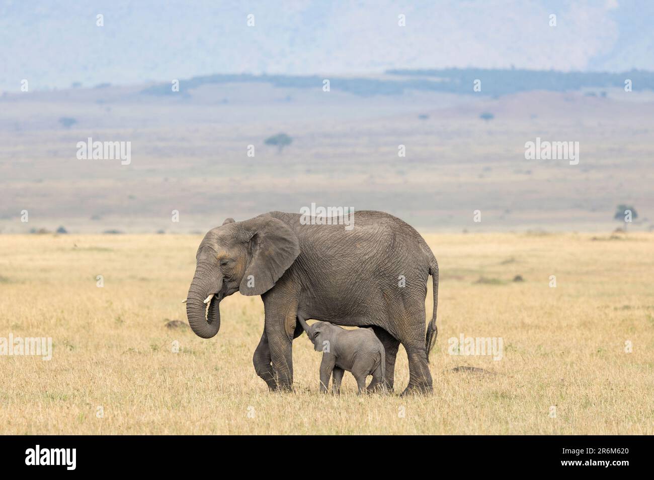 Afrikanischer Elefant (Loxodonta africana) Kalbssaugen, Masai Mara, Kenia, Ostafrika, Afrika Stockfoto