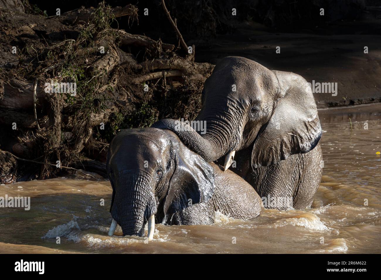 Baden afrikanischer Elefanten (Loxodonta africana), Mashatu Wildreservat, Botsuana, Afrika Stockfoto