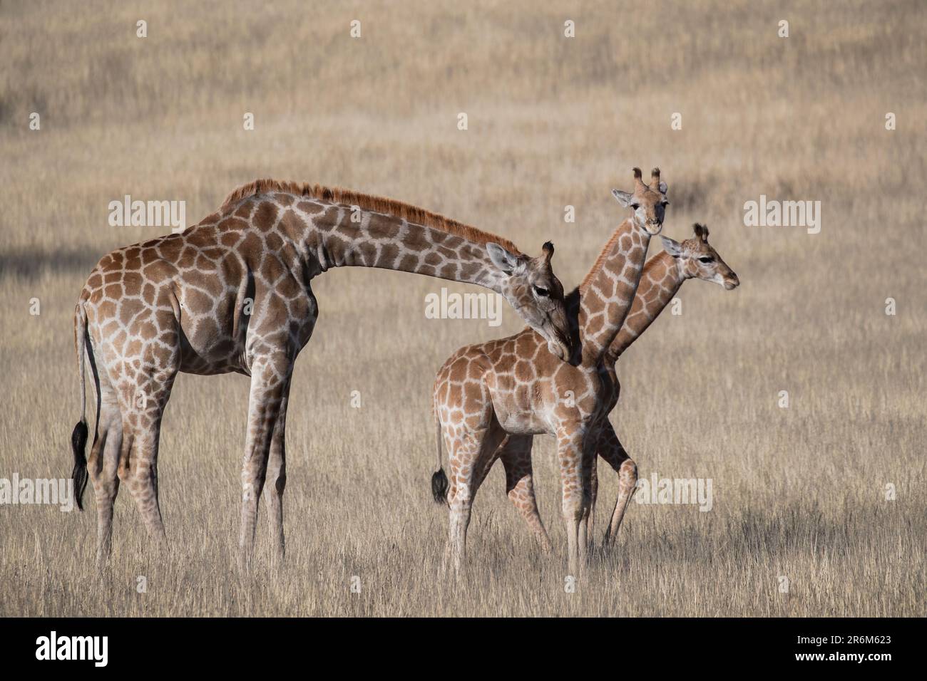 Giraffen (Giraffa camelopardalis), grenzüberschreitender Kgalagadi-Park, Nordkap, Südafrika, Afrika Stockfoto