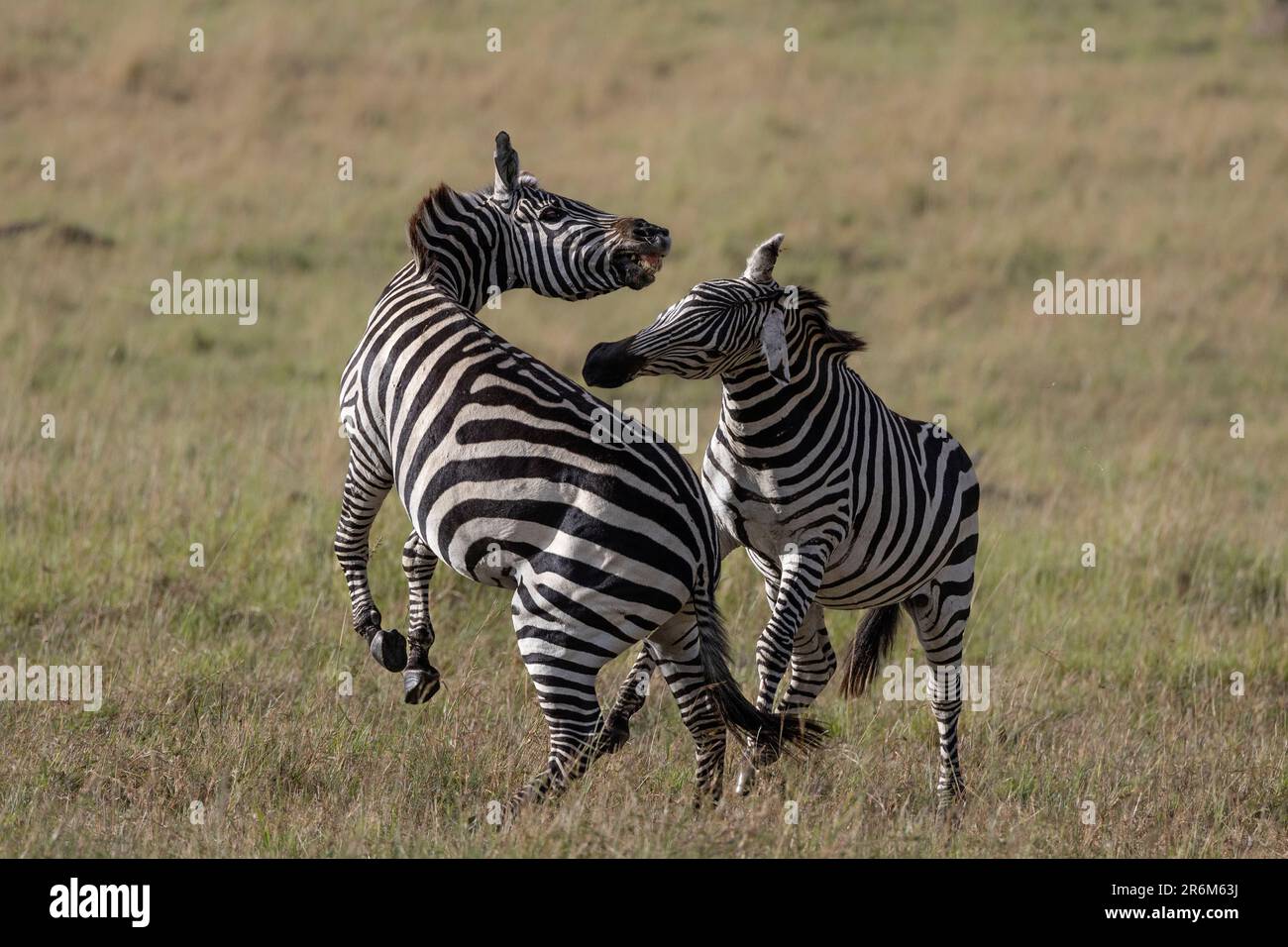 Prärie Zebra (Equus quagga boehmi), Masai Mara, Kenia, Ostafrika, Afrika Stockfoto