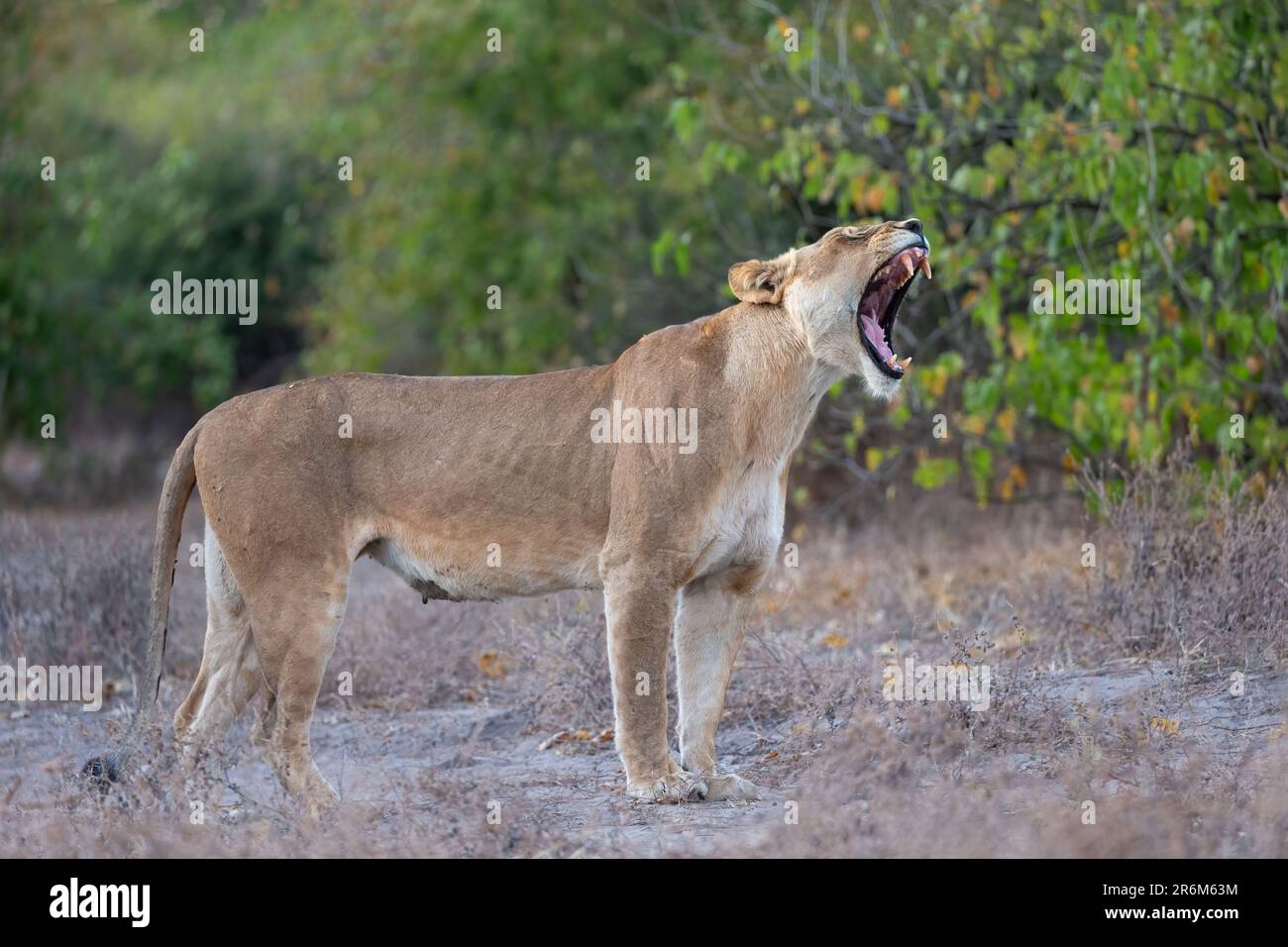 Löwin (Panthera Leo), Chobe Nationalpark, Botswana, Afrika Stockfoto