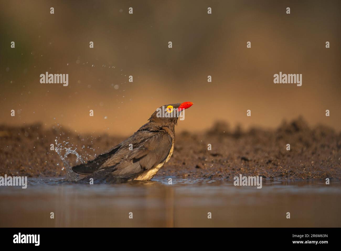 Baden von Rotbarschäffchen (Buphagus erythrorynchus), Zimanga Wildreservat, KwaZulu-Natal, Südafrika, Afrika Stockfoto