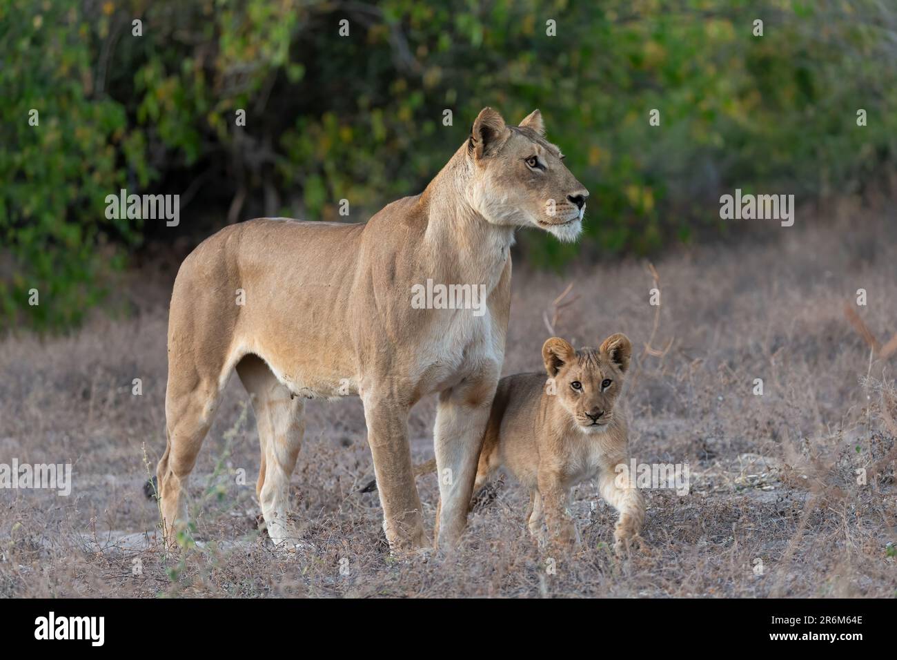 Löwin (Panthera leo) und Junges, Chobe-Nationalpark, Botsuana, Afrika Stockfoto