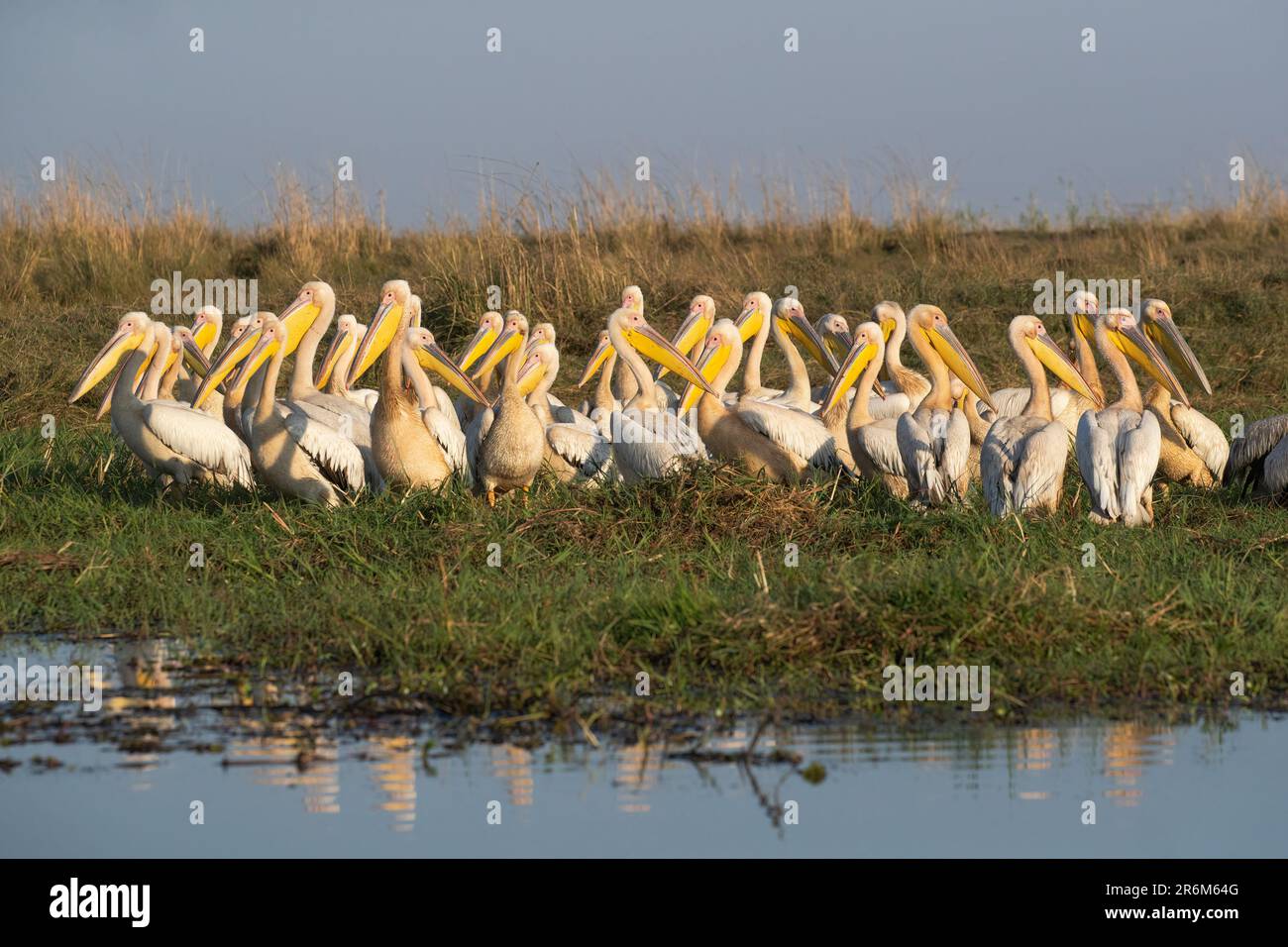 Große weiße Pelikane (Pelecanus onocrotalus), Chobe-Nationalpark, Botsuana, Afrika Stockfoto