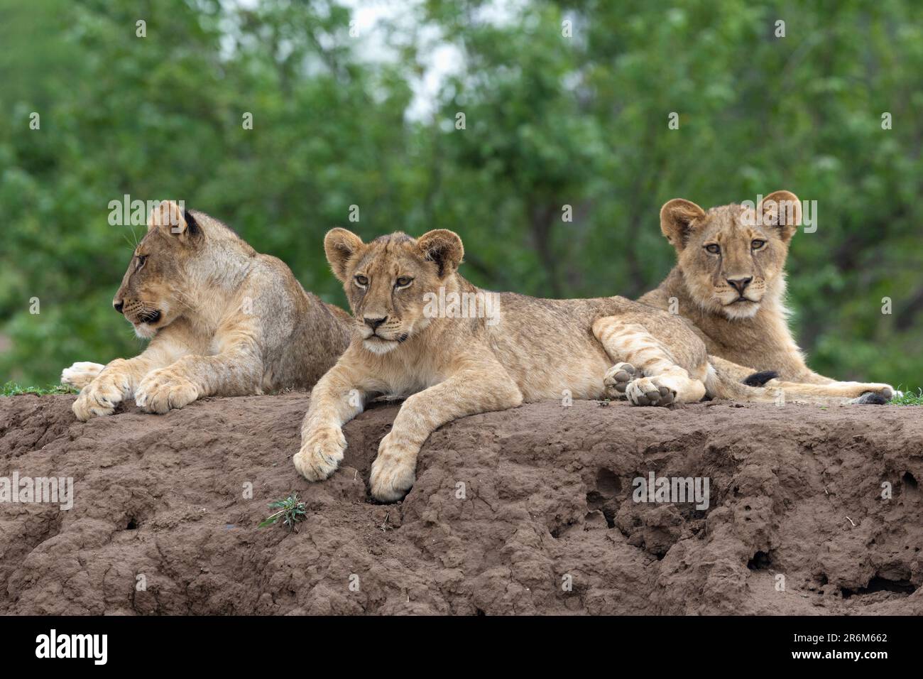 Löwen (Panthera leo), Mashatu Game Reserve, Botsuana, Afrika Stockfoto