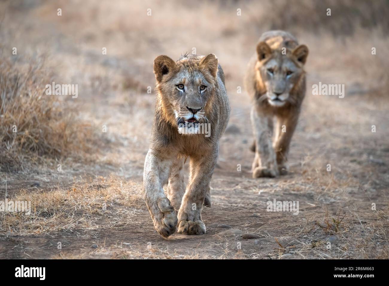 Löwen (Panthera leo), Zimanga Private Game Reserve, KwaZulu-Natal, Südafrika, Afrika Stockfoto