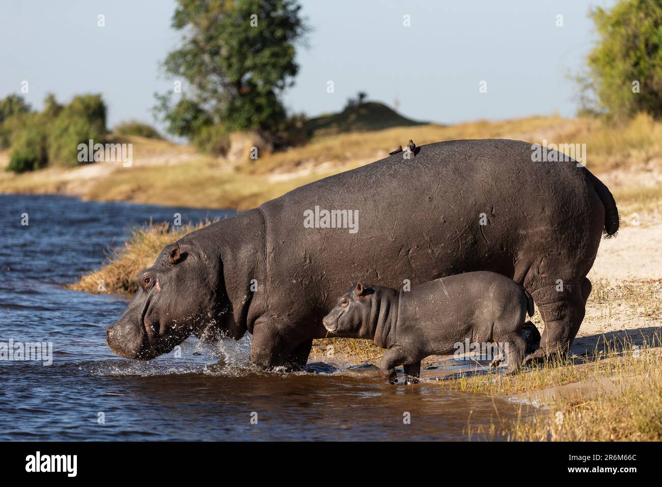 Flusspferd (Hippopotamus amphibius) mit Kalb, Chobe National Park, Botswana, Afrika Stockfoto