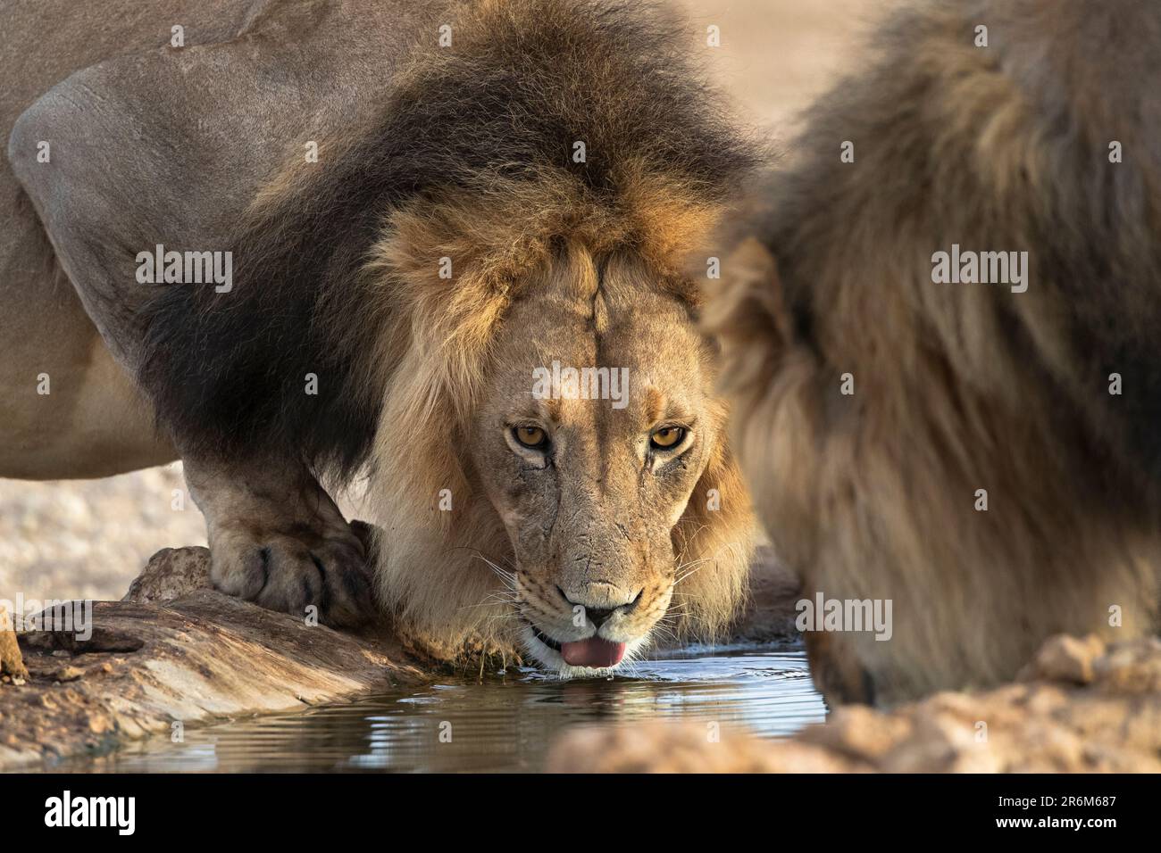 Löwe (Panthera leo) Trinken, Kgalagadi grenzüberschreitender Park, Nordkap, Südafrika, Afrika Stockfoto