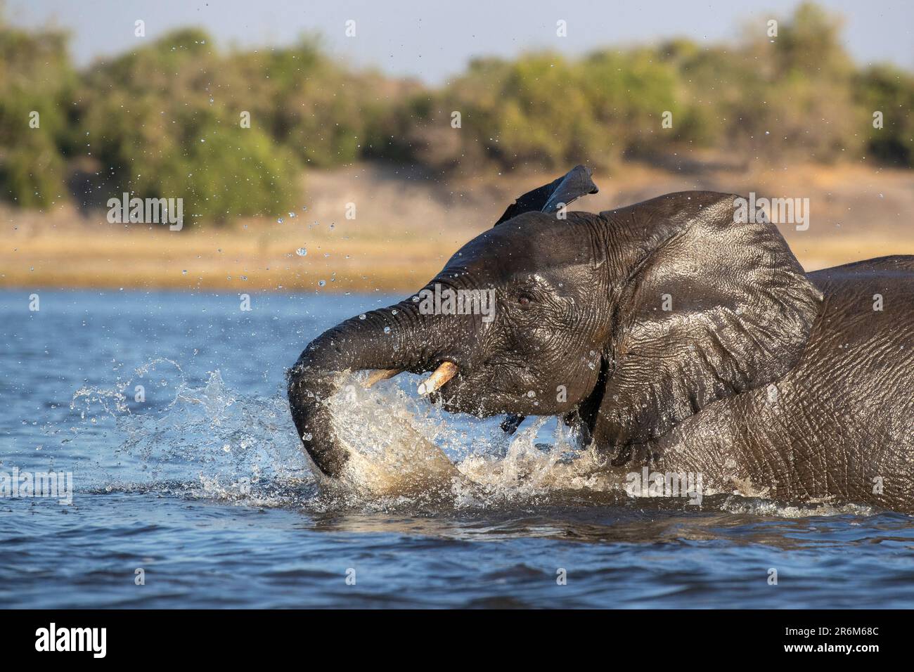 Afrikanischer Elefant (Loxodonta Africana), Chobe Nationalpark, Botswana, Afrika Stockfoto