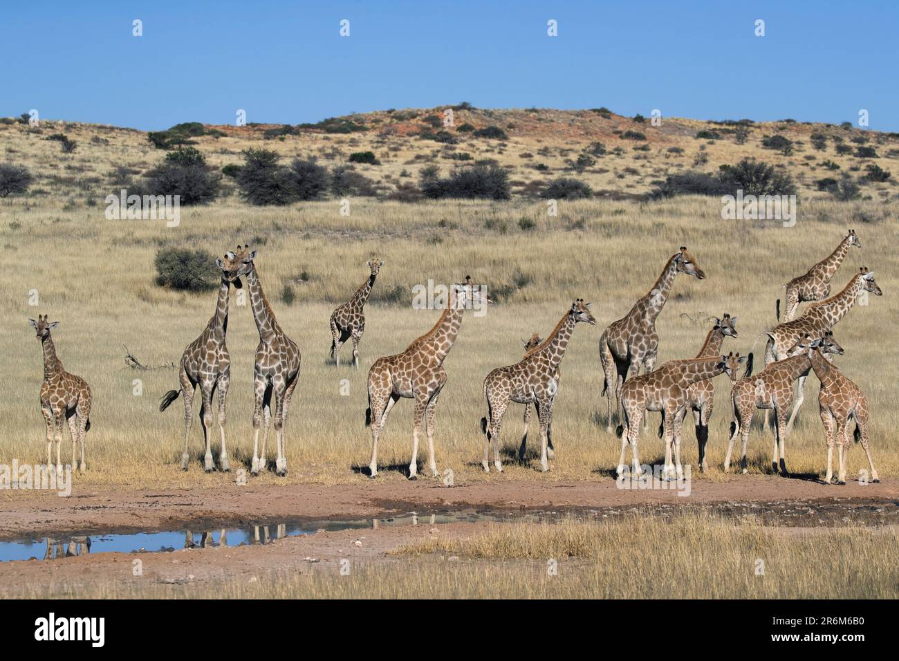 Giraffen (Giraffa Plancius), Kgalagadi Transfrontier Park, Northern Cape, Südafrika, Afrika Stockfoto