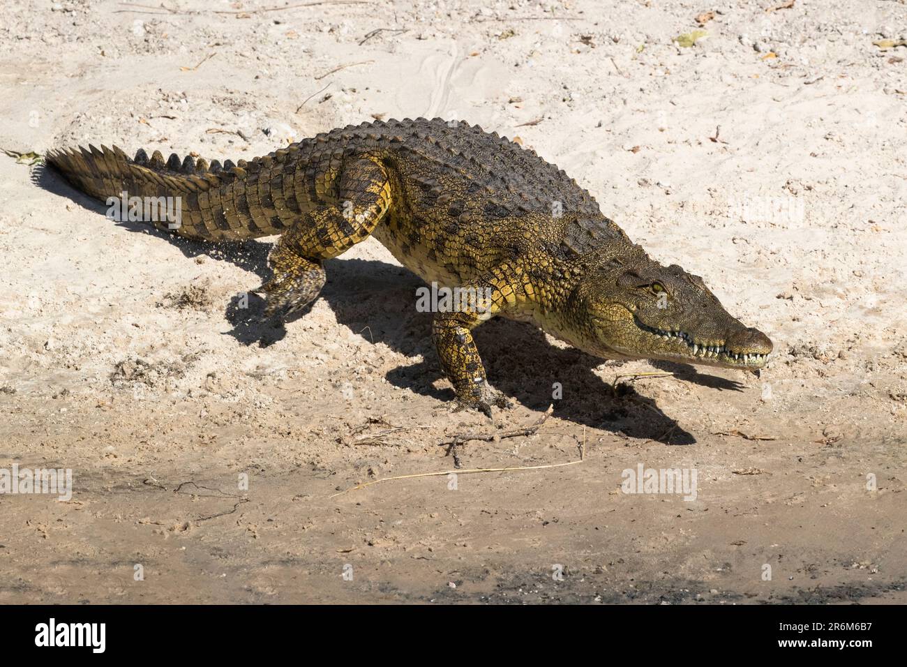 Nilkrokodil (Crocodylus niloticus), Chobe River, Botswana, Afrika Stockfoto