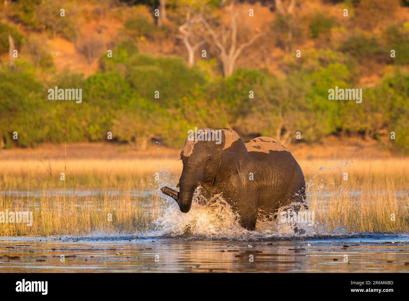Afrikanischer Elefant (Loxodonta Africana), Chobe Nationalpark, Botswana, Afrika Stockfoto