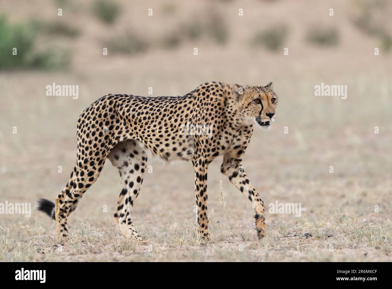 Gepard (Acinonyx Jubatus), Kgalagadi Transfrontier Park, Northern Cape, Südafrika, Afrika Stockfoto