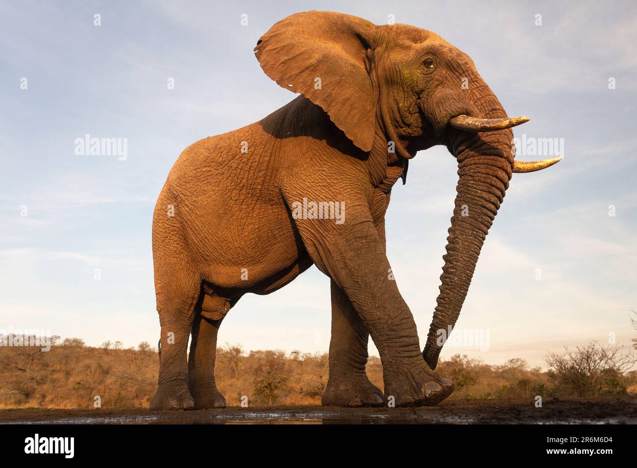 Afrikanischer Elefant (Loxodonta africana) Bulle, Zimanga privates Wildreservat, KwaZulu-Natal, Südafrika, Afrika Stockfoto