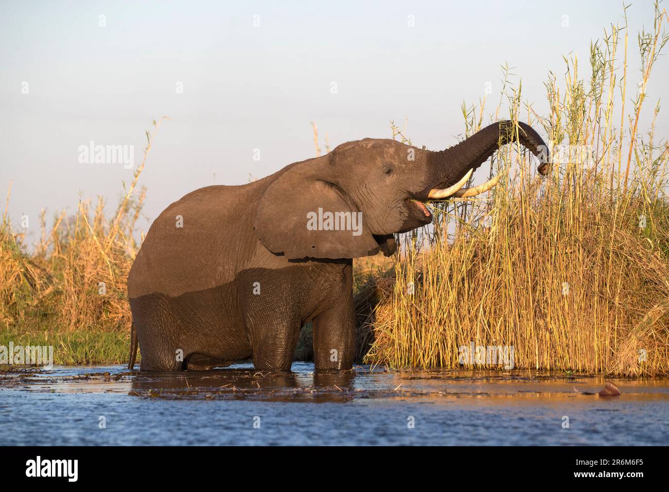 Fütterung afrikanischer Elefanten (Loxodonta africana), Chobe-Nationalpark, Botsuana, Afrika Stockfoto