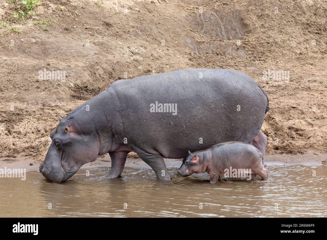 Hippo (Hippopotamus amphibius) mit Kalb, Mara River, Masai Mara, Kenia, Ostafrika, Afrika Stockfoto