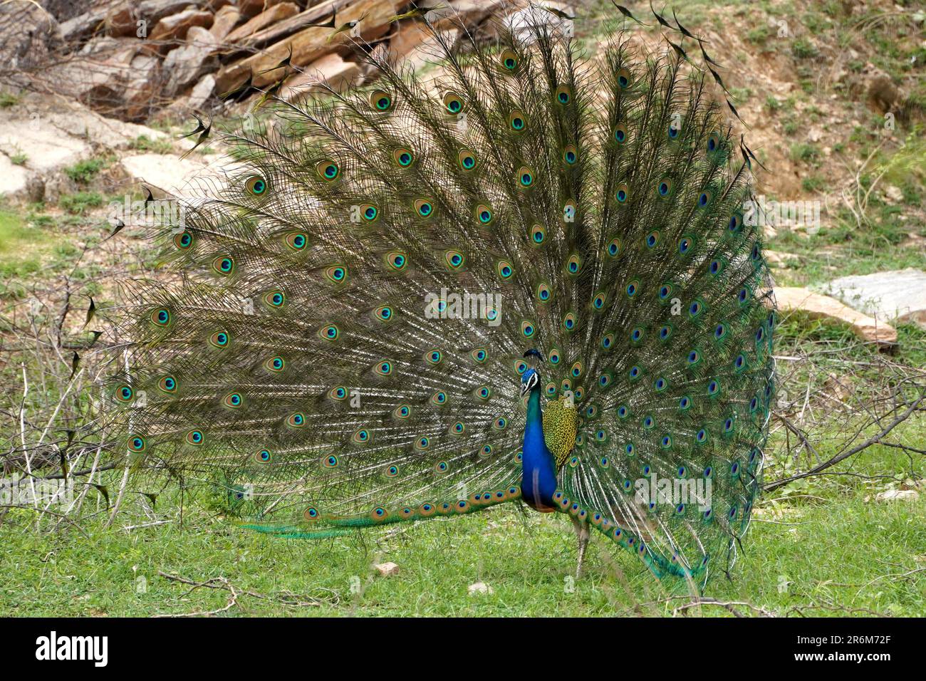 Ein Pfau zeigt seine schillernden Federn, auch als Zug im Vorort Ajmer, Rajasthan, Indien am 10. Juni 2023 bezeichnet. Foto von ABACAPRESS.COM Stockfoto